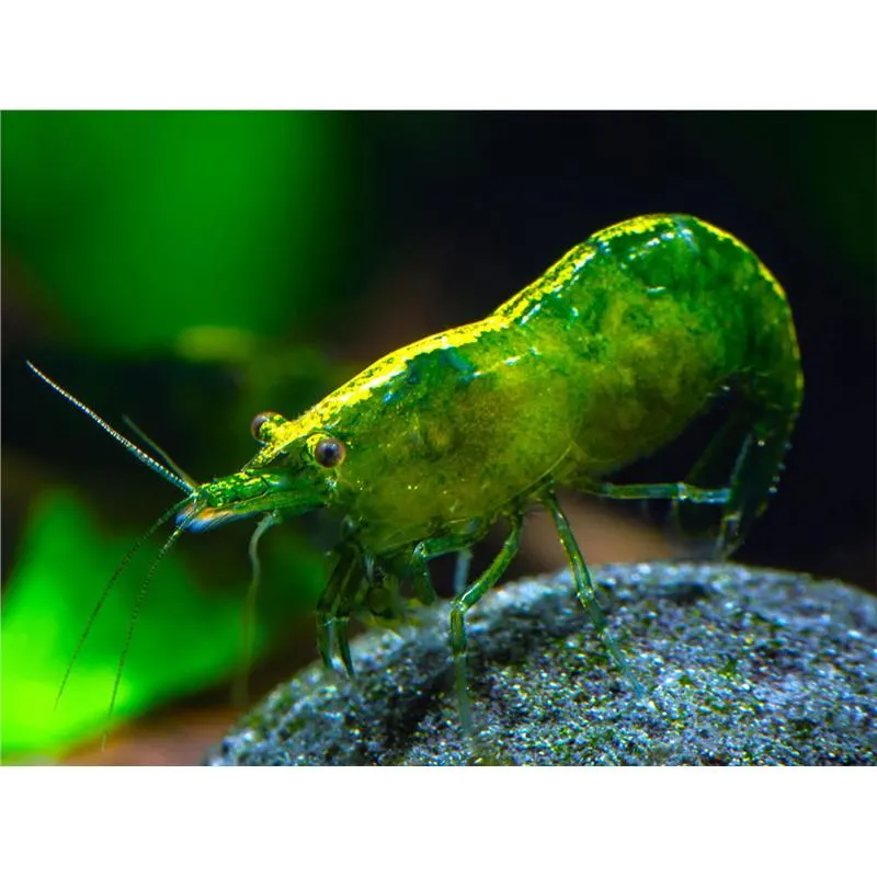 Neocaridina davidi green