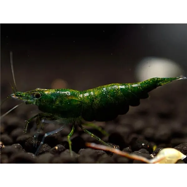 Neocaridina davidi green jade