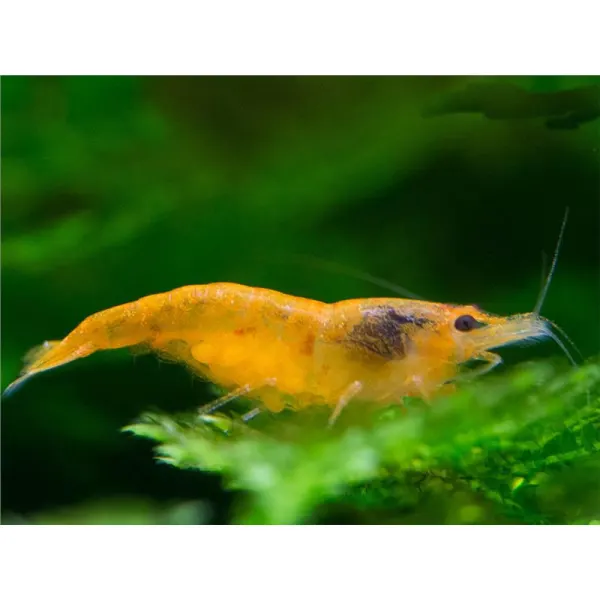 Neocaridina davidi orange green