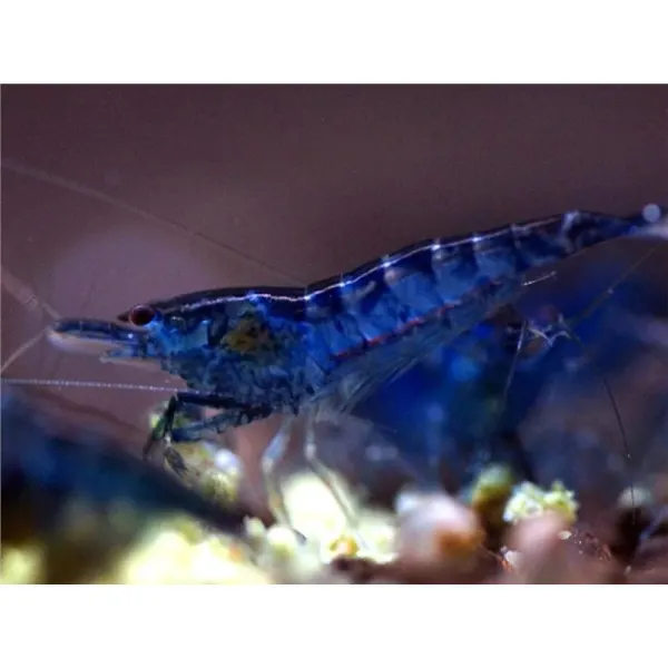 Neocaridina davidi topas blue