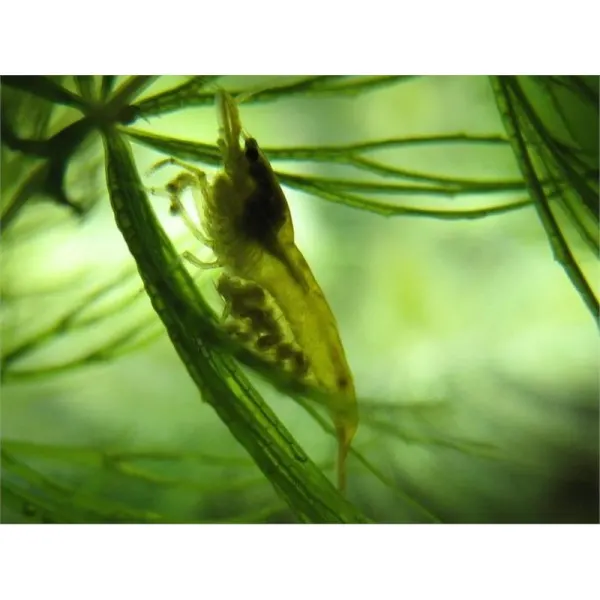 Neocaridina heteropoda Glass Shrimp