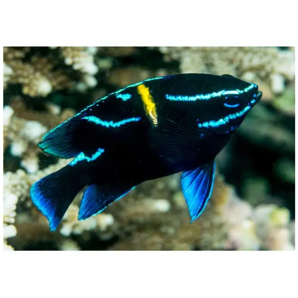 Neoglyphidodon oxyodon (Jawanese damselfish)