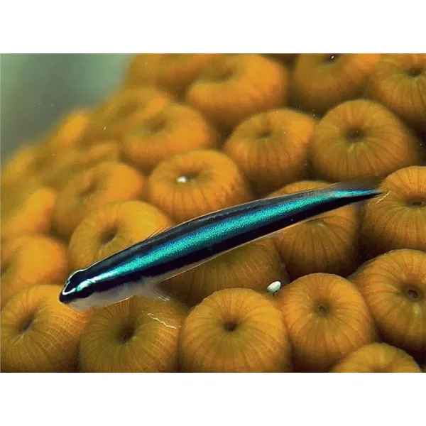 Neon Goby (Elacatinus Oceanops)