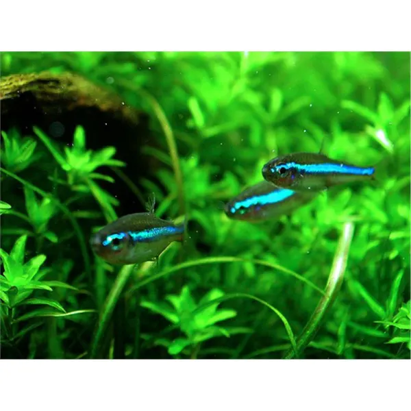 Neon Verde  - Paracheirodon simulans