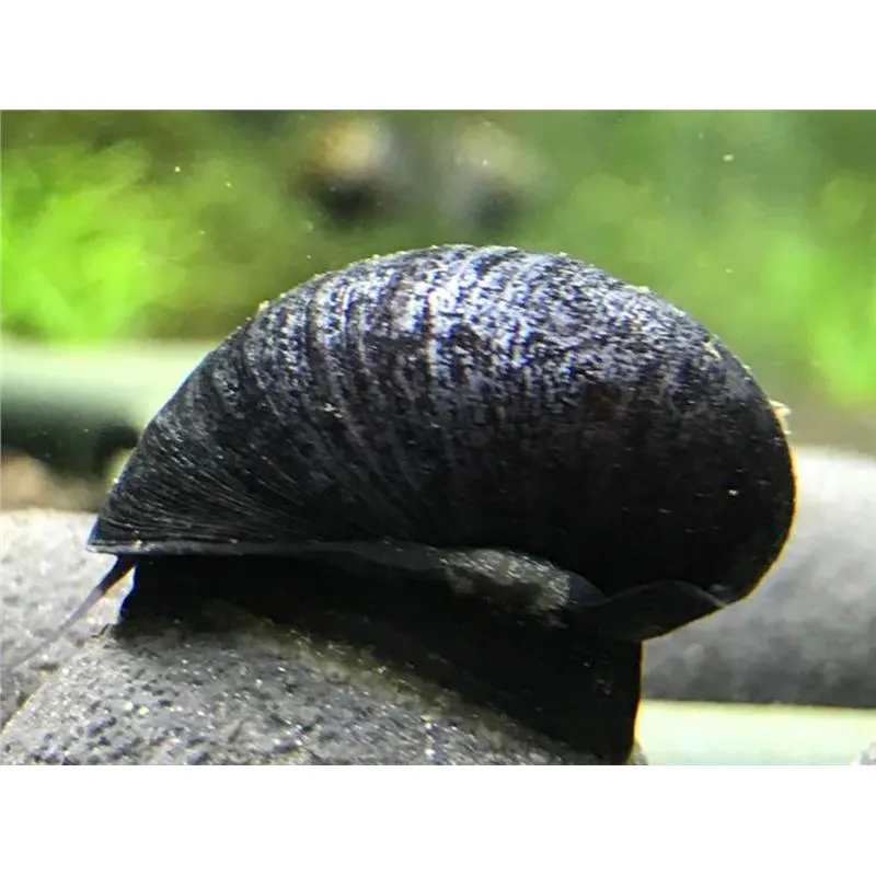 Neritina sp. black helmet