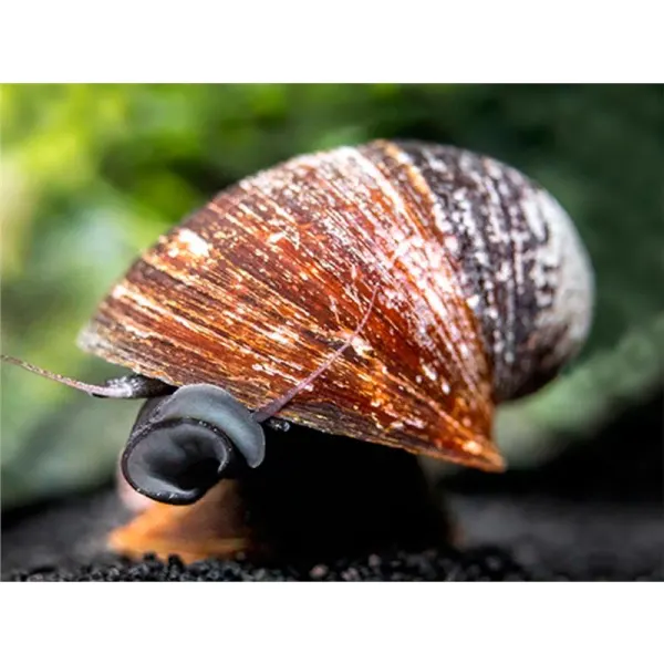 Neritina sp. red lips