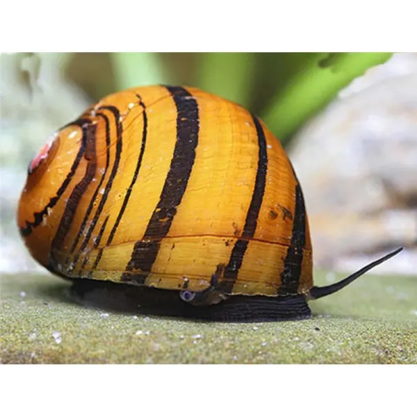 Neritina sp. ring