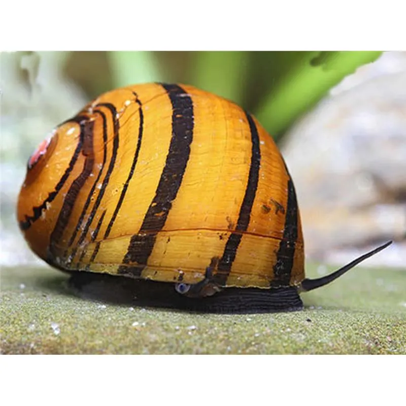 Neritina sp. ring