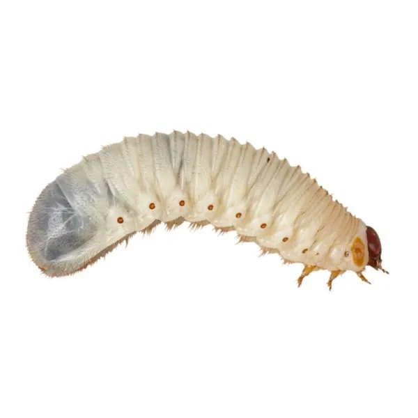 Pachet Pachnoda butana Sun Beetle Larva ±10 Buc