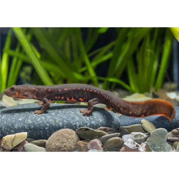 Pachytriton labiatus