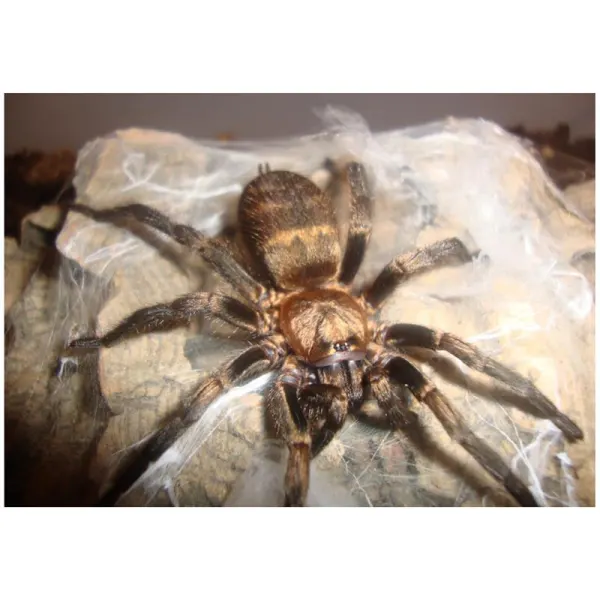 Paianjen Acanthogonatus francki