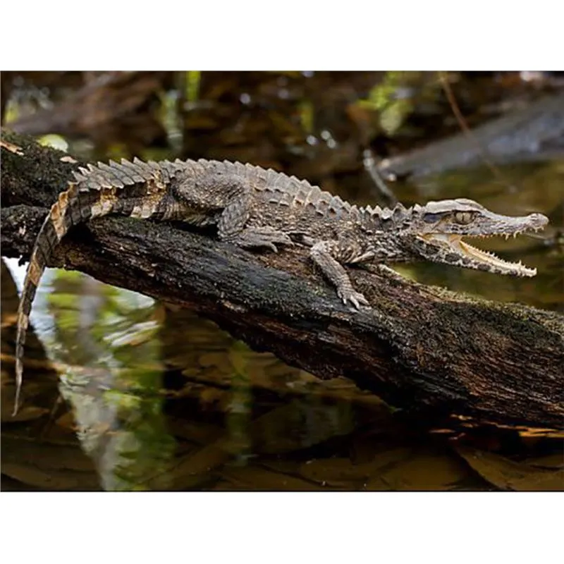 Paleosuchus trigonatus