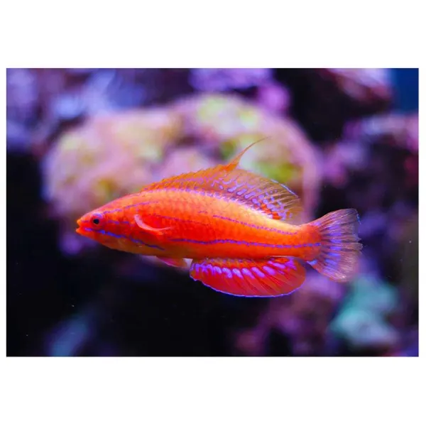 Paracheilinus carpenteri