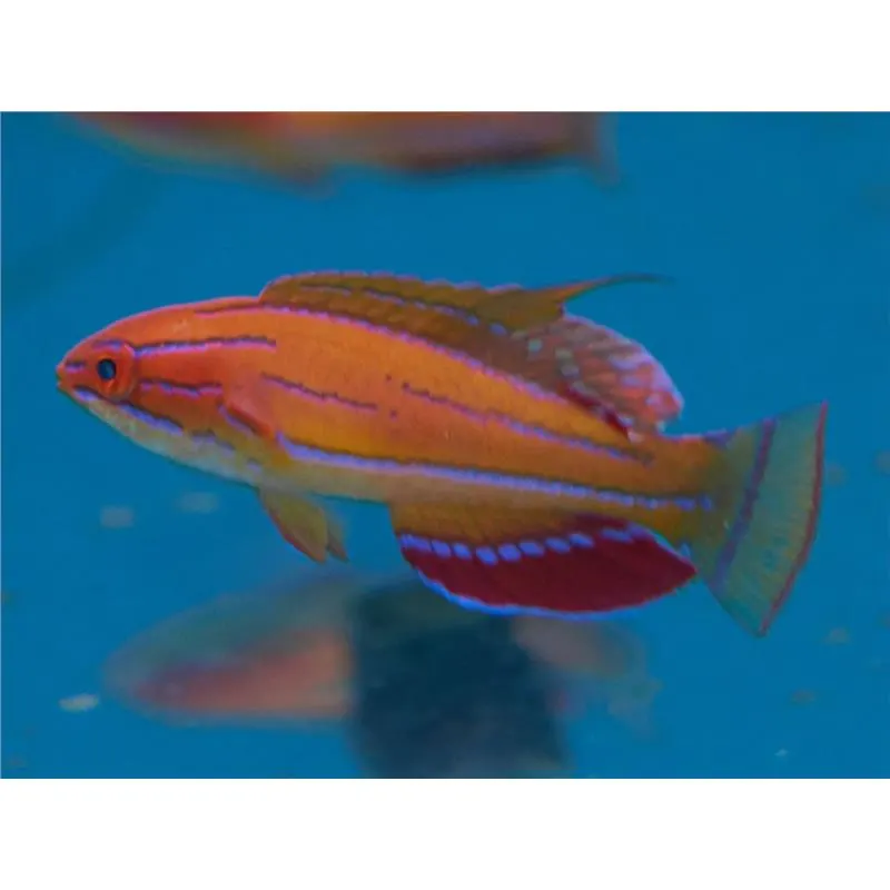 Paracheilinus Mccoskeri