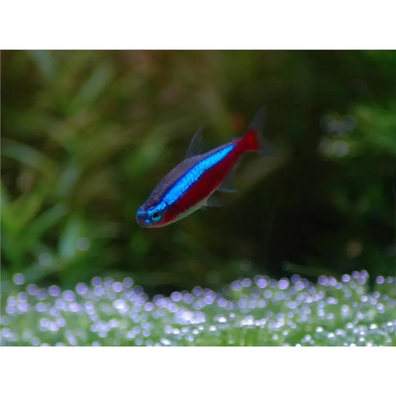 Paracheirodon Axelrodi 'Neon Rosu'