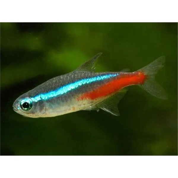 Paracheirodon Innesi neon clasic