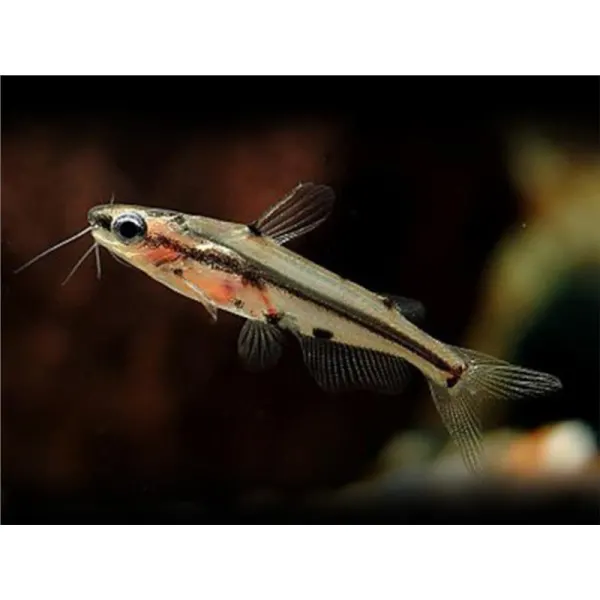 Pelteobagrus ornatus