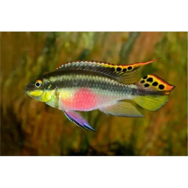 Pelvicachromis pulcher