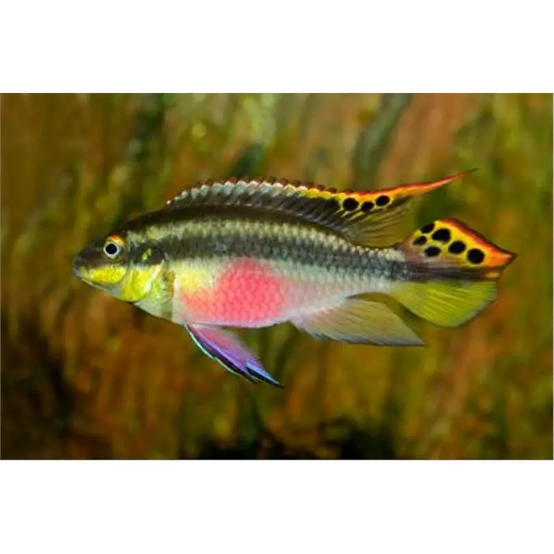 Pelvicachromis pulcher