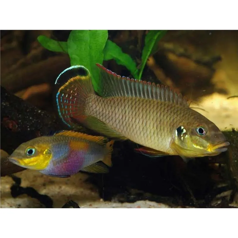 Pelvicachromis taeniatus lobe