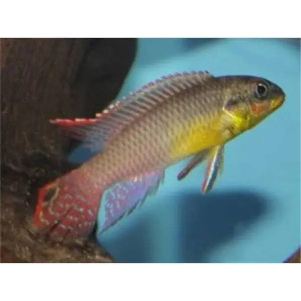 Pelvicachromis taeniatus locoundie