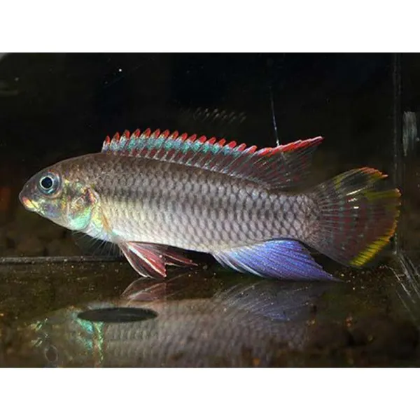 Pelvicachromis taeniatus niger green