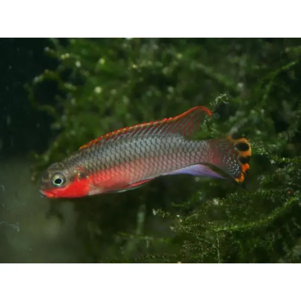 Pelvicachromis taeniatus niger red