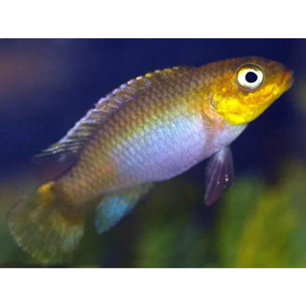 Pelvicachromis taeniatus nyete
