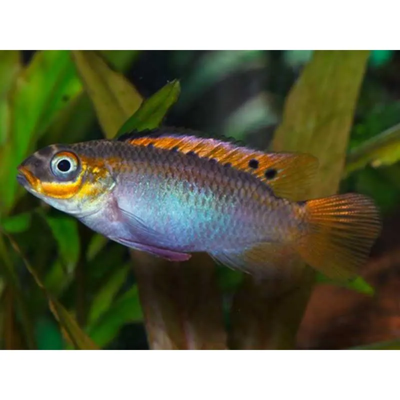 Pelvicachromis taeniatus ogele