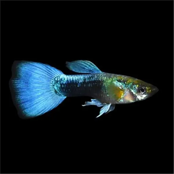 Peste Guppy 'Blue Neon'