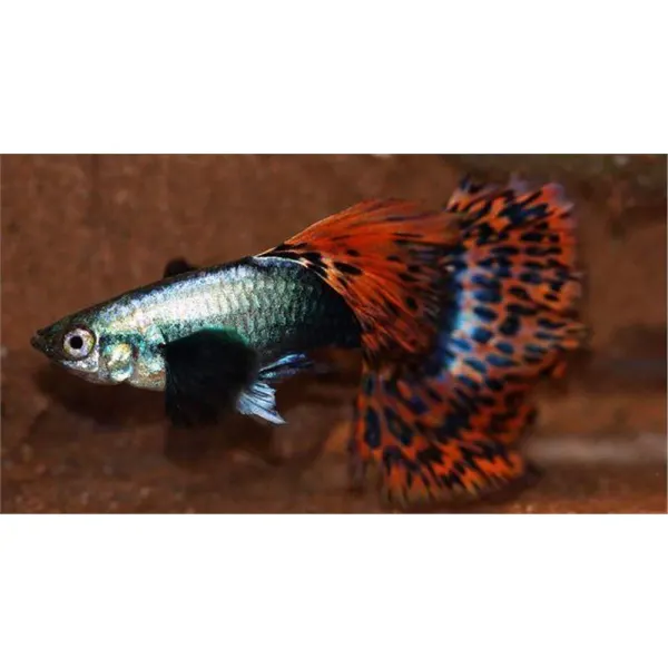 Peste Guppy 'Elephant Ears'