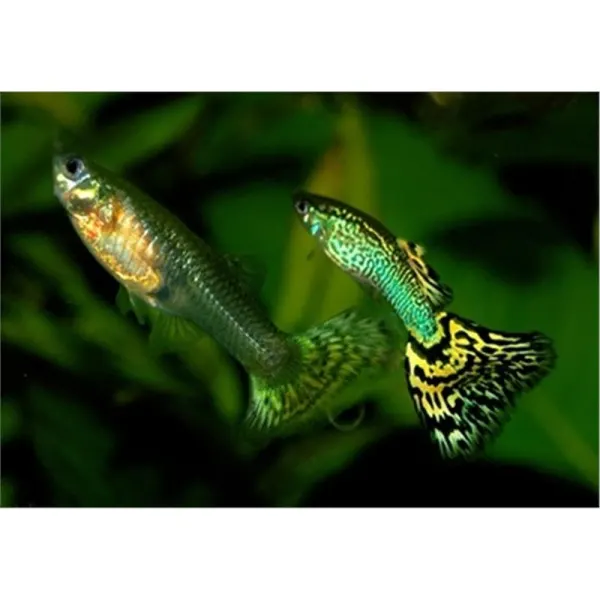 Peste Guppy 'Green Cobra' Pereche