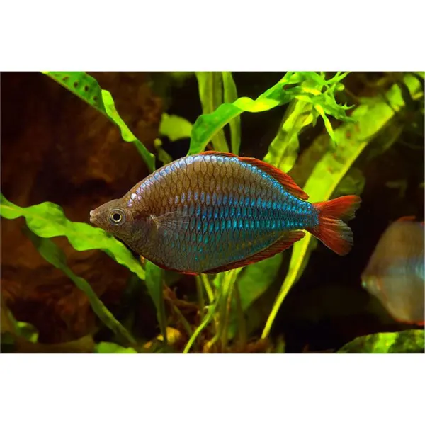 Peste Melanotaenia Praecox