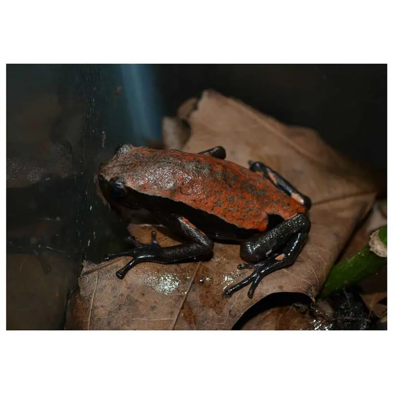 Phrynomerus microps (Broasca de cauciuc africana)