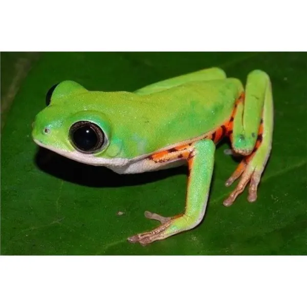 Phyllomedusa hypochondrialis (Tiger leg tree frog)