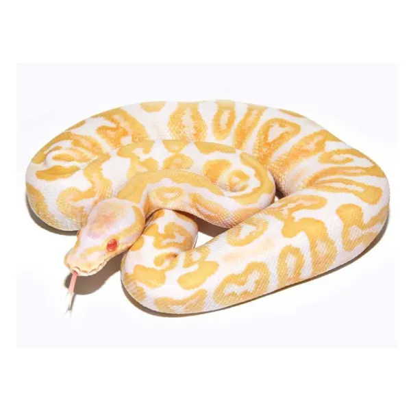 Piton minge albino (Python regius)