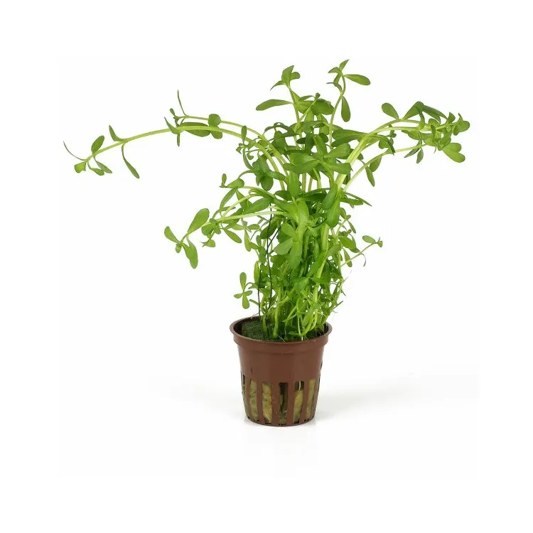 Planta acvariu Bacopa monnieri Stoffels
