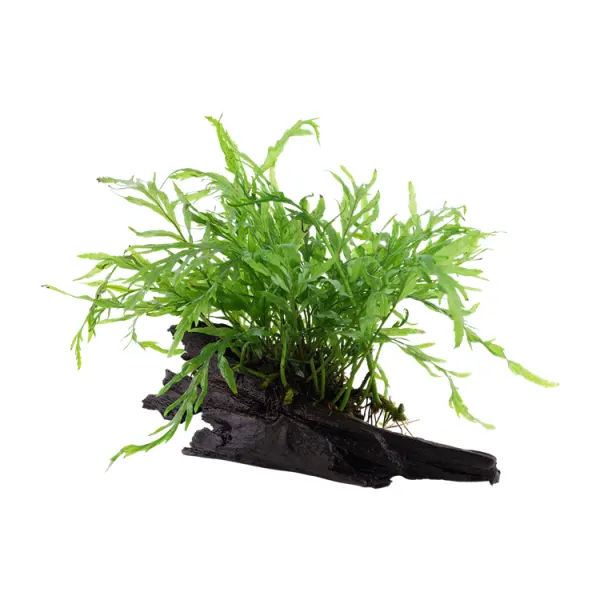 Planta acvariu Bolbitis heudelotii pe lemn