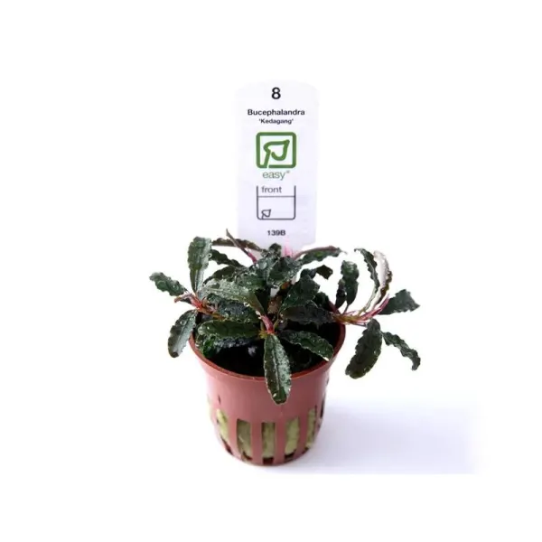 Planta acvariu Bucephalandra Kedagang Tropica