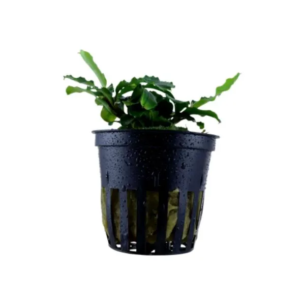 Planta acvariu Bucephalandra Pygmea Wavy Green Tropica