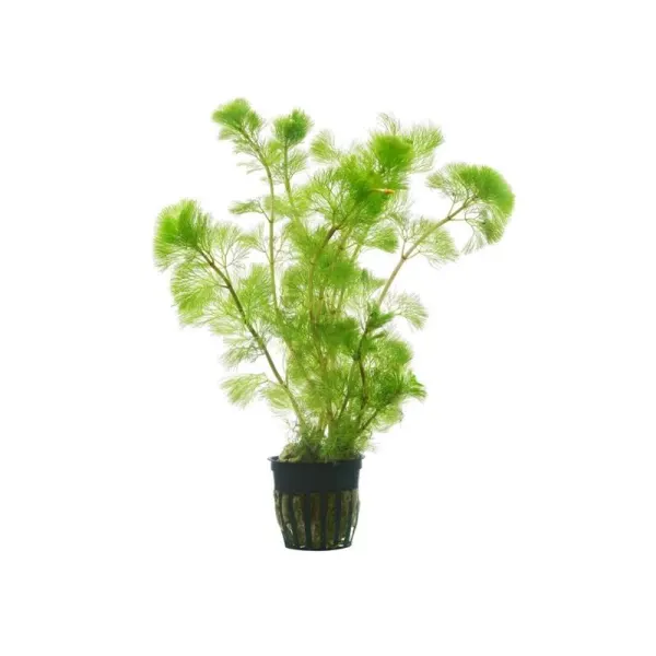 Planta acvariu Cabomba aquatica Stoffels