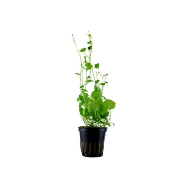 Planta acvariu Cardamine Lyrata pot Tropica