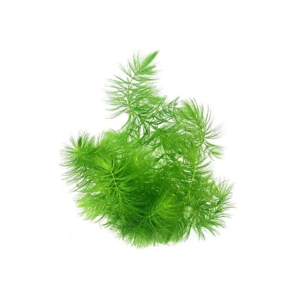 Planta acvariu Ceratophyllum Demersum Stoffels
