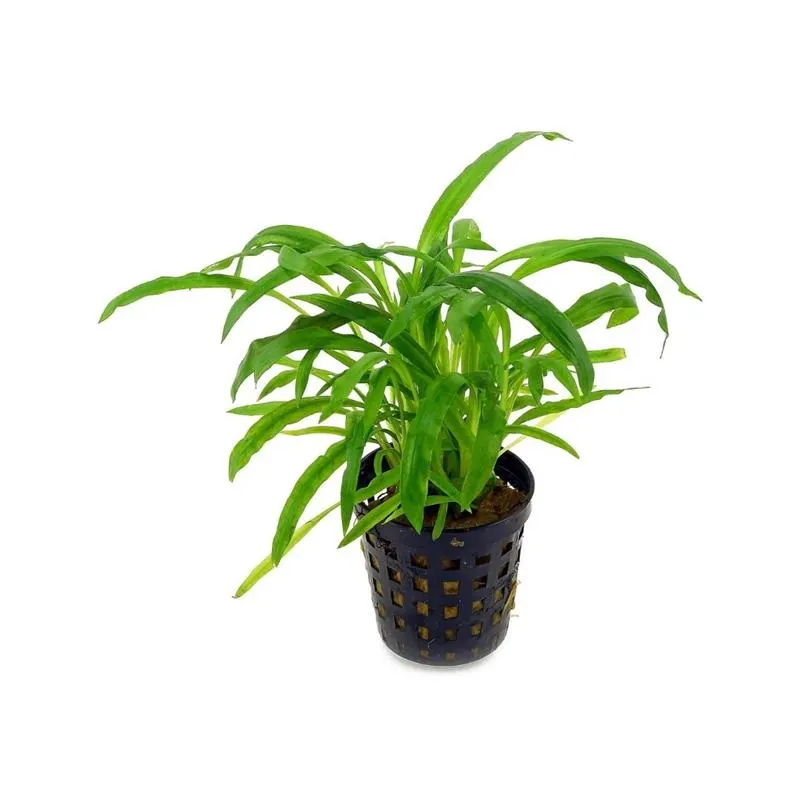 Planta acvariu Cryptocoryne Albida Stoffels