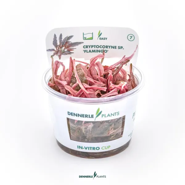 Planta acvariu Cryptocoryne wendtii Flamingo In Vitro Dennerle