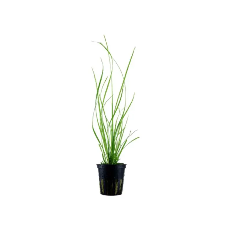 Planta acvariu Cyperus helferi CLIPS Tropica