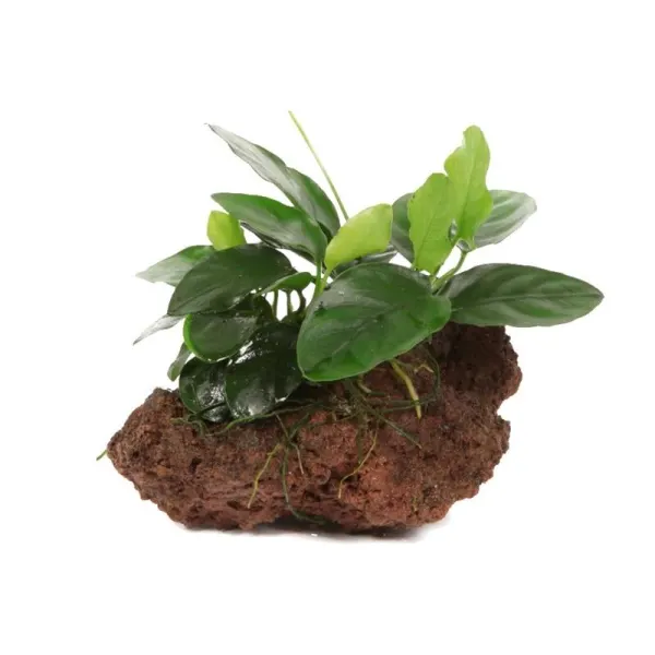 Planta acvariu Decor Anubias Nana pe lava stone Tropica