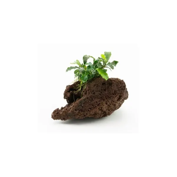 Planta acvariu Decor Bucephalandra sp. pe Lava Stone