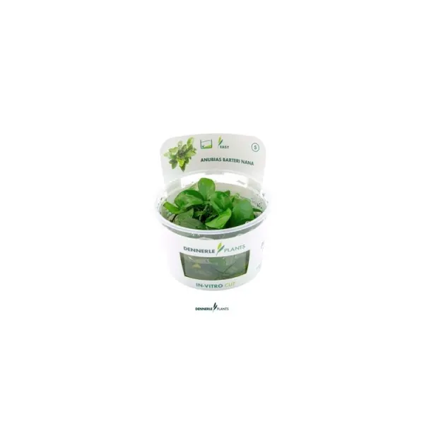 Planta acvariu Dennerle Anubias Barteri Nana In-Vitro