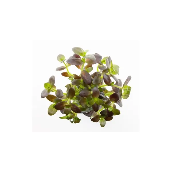 Planta acvariu Dennerle Bacopa salzmannii 'Purple'